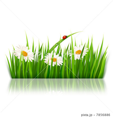 Nature background with green grass and flowers Vector. 7856886