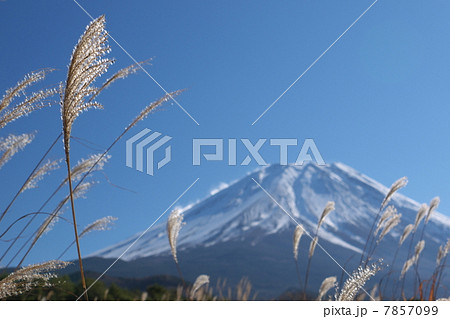 富士山とすすき 7857099