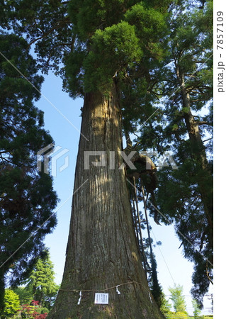 村山浅間神社　千年杉 7857109