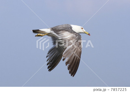 うみねこ 7857225