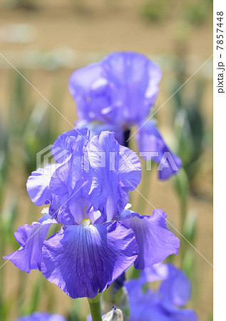 ジャーマンアイリス(ドイツアヤメ) ジャーマンアイリス(ドイツアヤメ) 7857448