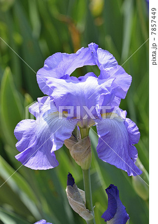 ジャーマンアイリス(ドイツアヤメ) ジャーマンアイリス(ドイツアヤメ) 7857449