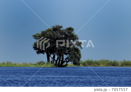 88098　チョベ川　チョベ国立公園 7857557