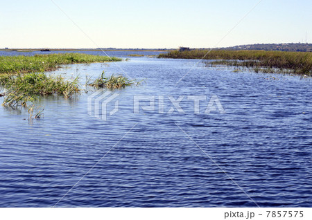 88116　チョベ川　チョベ国立公園 7857575