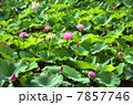 蓮 7857746