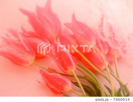 花のイメージ　赤色系 7860014