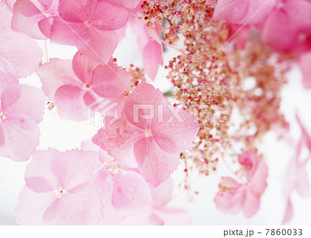 花のイメージ　ピンク色系 7860033