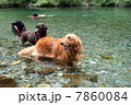川遊びする犬たち 7860084
