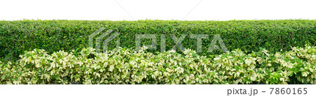 Shrub fence 7860165