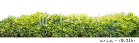 Yellow Aralia 7860167