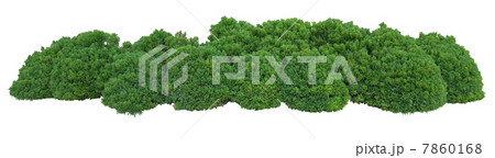 Green bush 7860168