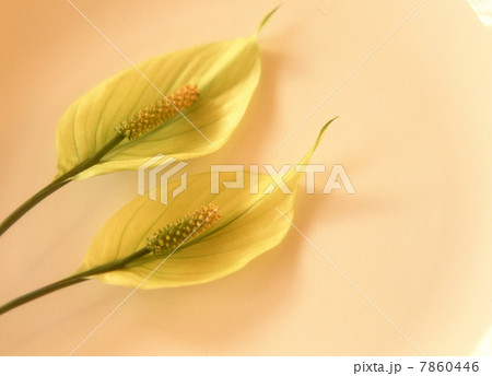 スパティフィラム 7860446