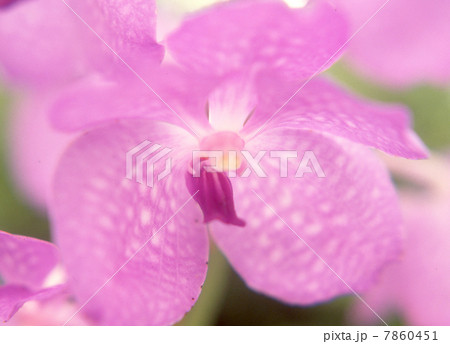 花イメージ 7860451