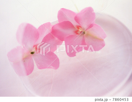 花イメージ 7860453