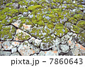 苔 7860643