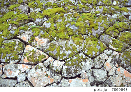 苔 7860643