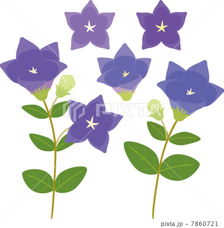 桔梗の花 7860721