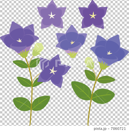 桔梗の花 7860721