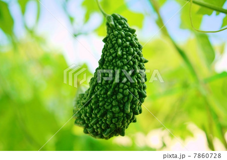 ゴーヤ　花言葉：強壮　A bitter melon 7860728