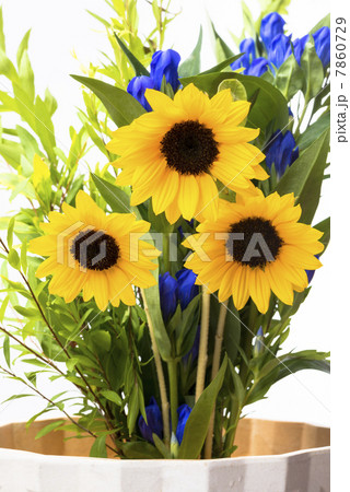 ヒマワリ 7860729