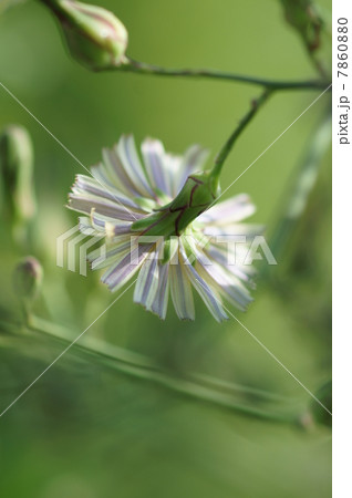 秋の野芥子ノゲシ　優しい色合いです。　花の裏 7860880