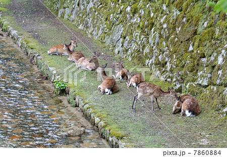 厳島神社の鹿たち 7860884