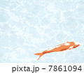 鯉 7861094