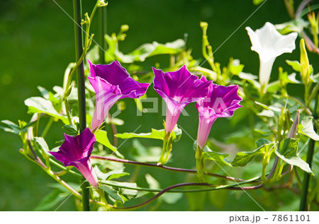 桔梗咲き朝顔 7861101