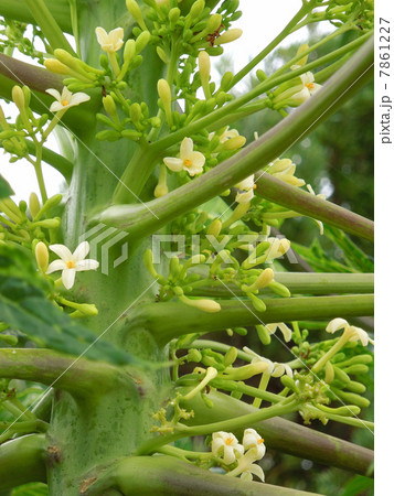 パパイアの花 パパイアの花 7861227