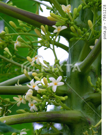 パパイアの花 7861228