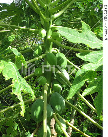 パパイア 7861231