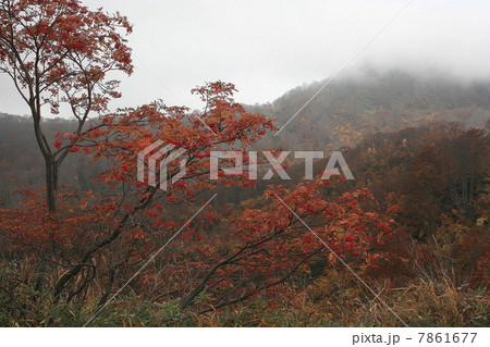 晩秋のナナカマド　2 7861677