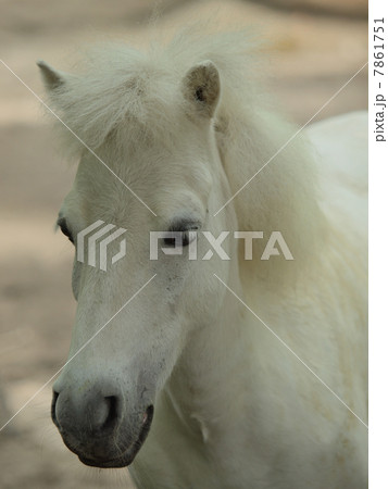 野間馬の顔 7861751