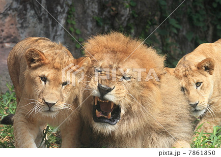 一才の子ライオンと父ライオン 一才の子ライオンと父ライオン 7861850