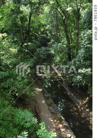 等々力渓谷 7861939