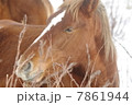 馬 7861944