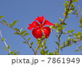 ハイビスカス 7861949