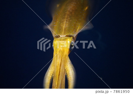 アオリイカ 7861950