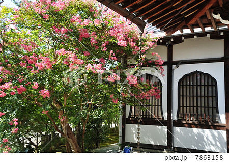 京都　夏の永観堂 7863158