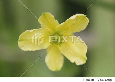 ゴーヤの雌花０２ 7863206