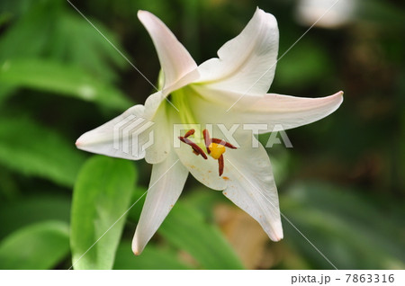 ササユリ ササユリ 7863316