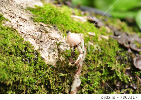 ギンリョウソウ ギンリョウソウ 7863317