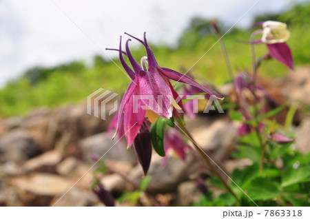 ミヤマオダマキ ミヤマオダマキ 7863318