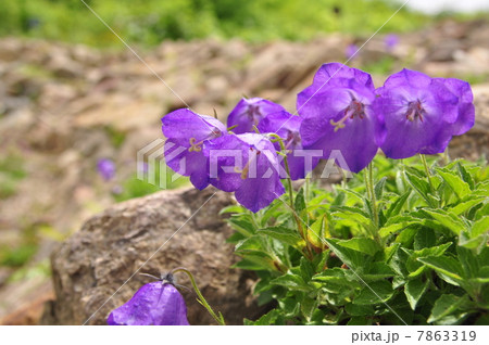 カンパニュラ・ライネリー カンパニュラ・ライネリー 7863319