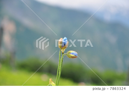 青いけしの花の蕾 青いけしの花の蕾 7863324