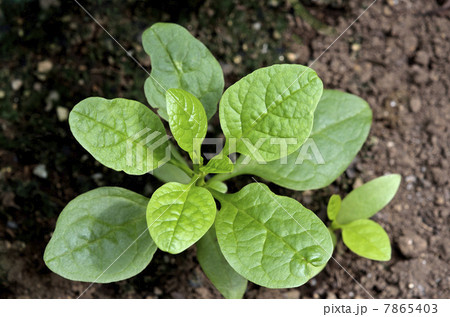 ツルムラサキ 7865403