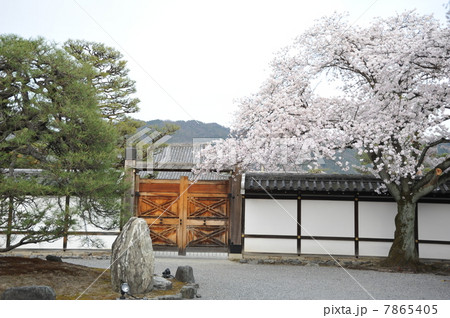 京都 聖護院の春 京都 聖護院の春 7865405