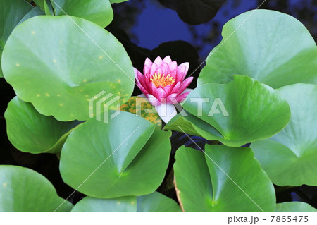 ハスの花 ハスの花 7865475