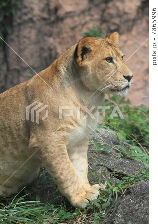 一才のメスの子ライオン 一才のメスの子ライオン 7865996