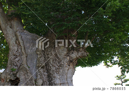 日本三大ケヤキ 日本三大ケヤキ 7866035